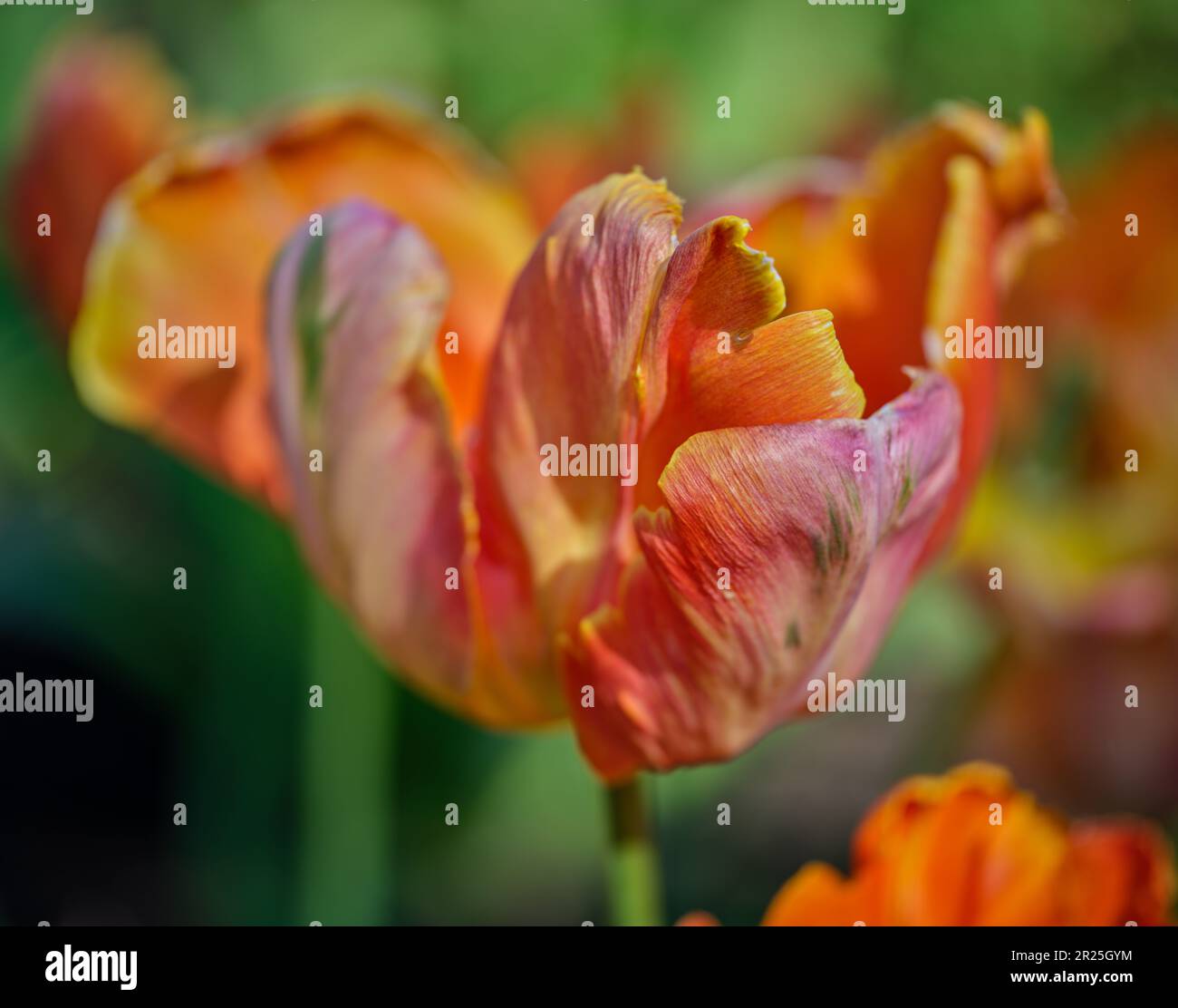 Gros plan sur la tulipe en forme de fleur Banque D'Images