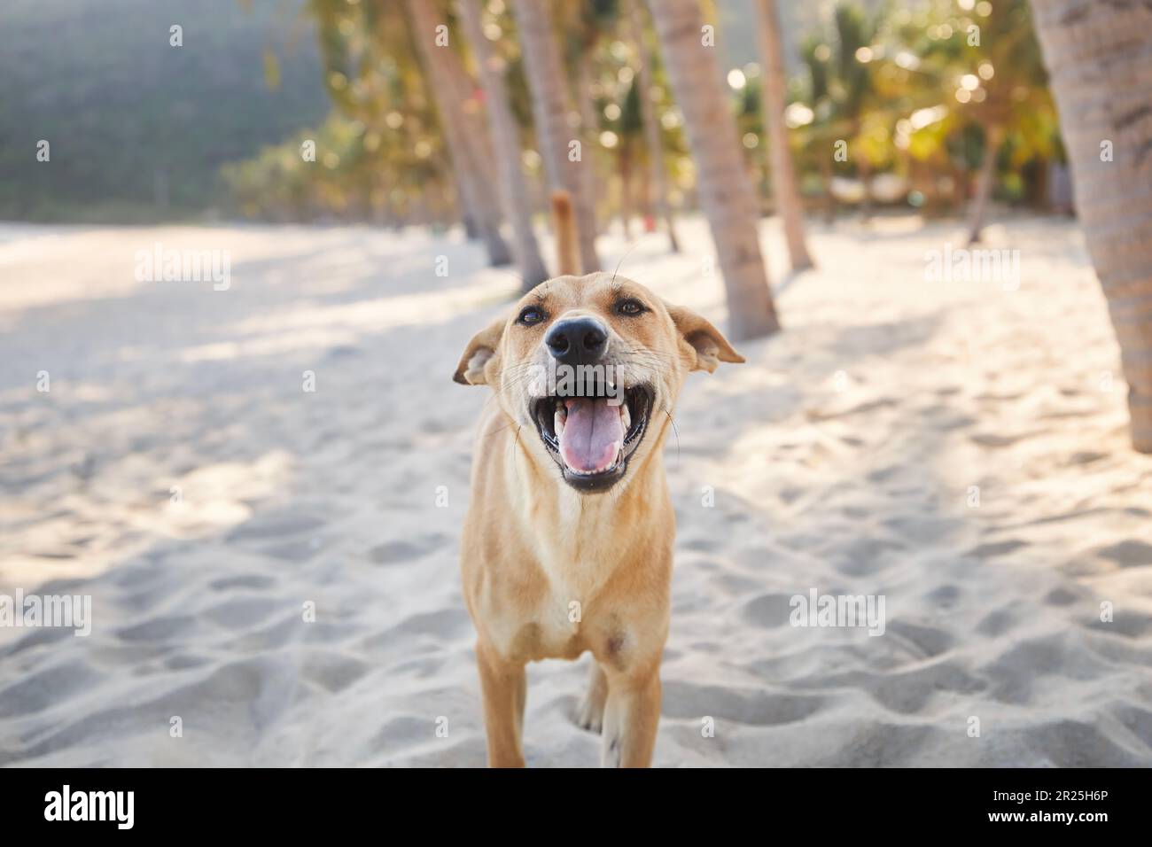 Portrait d'un chien joyeux sous les palmiers sur une plage de sable idyllique. Thèmes vacances et aventure d'été avec les animaux de compagnie. Banque D'Images