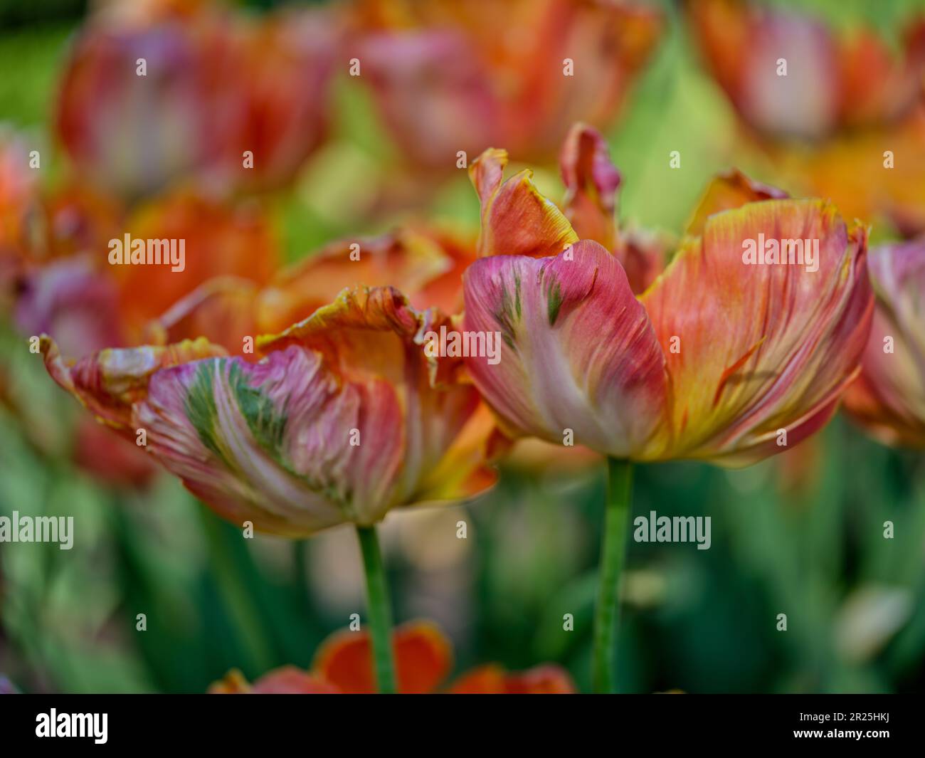 Gros plan sur la tulipe en forme de fleur Banque D'Images