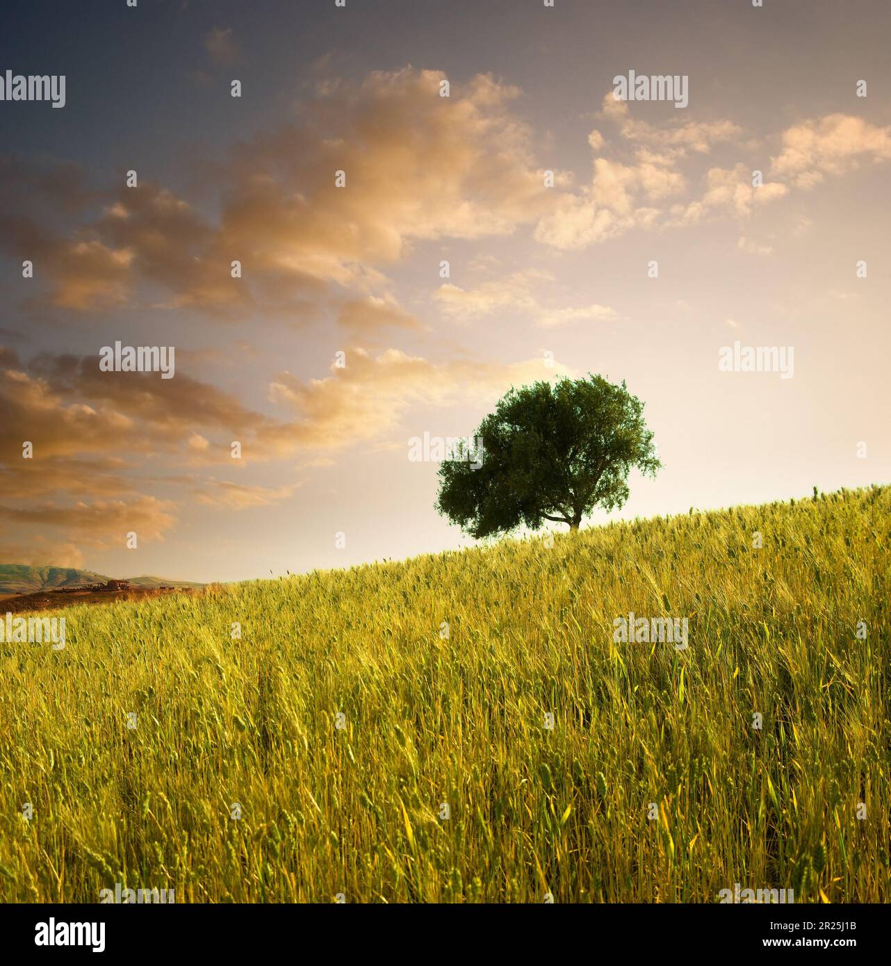 Champ de blé et arbre solitaire au coucher du soleil en Sicile, Italie Banque D'Images