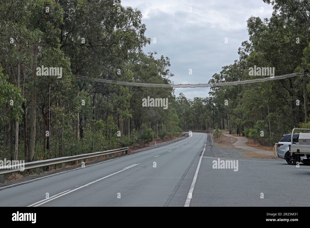 Pont de corde pour la faune à traverser la route sud-est Queensland, Australie. Mars Banque D'Images