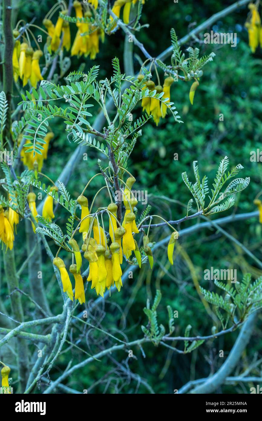 Gros plan sur le portrait naturel de la plante à fleurs de Sophora Tetraptera Banque D'Images