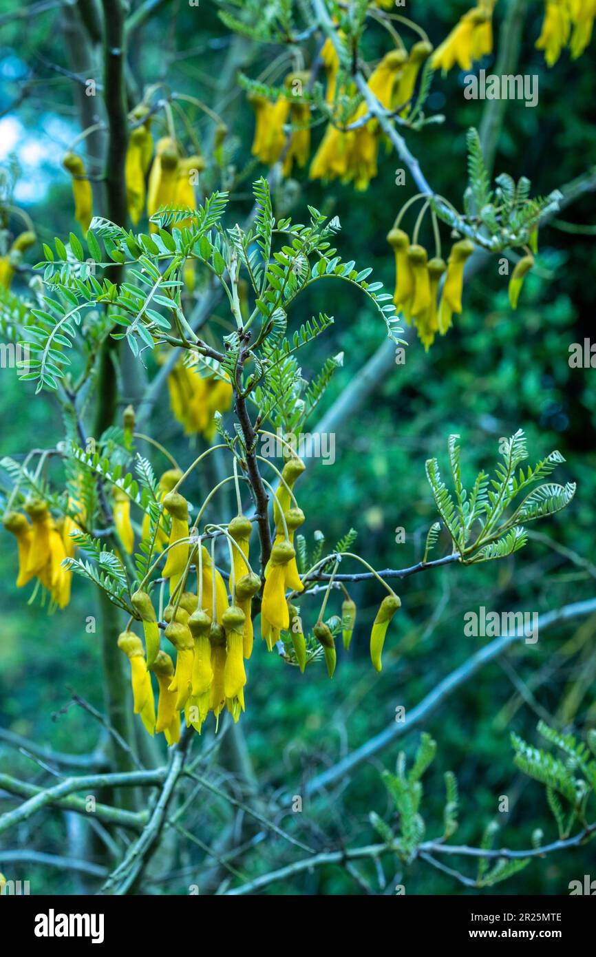 Gros plan sur le portrait naturel de la plante à fleurs de Sophora Tetraptera Banque D'Images