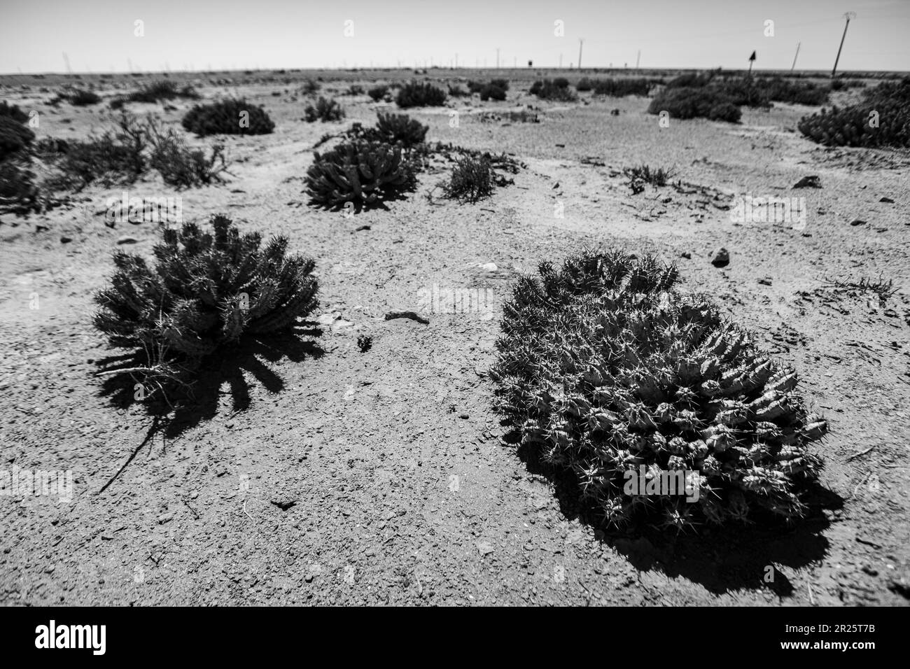 Usine de Cactus et éoliennes dans le parc de Tarfaya au Maroc en noir et blanc Banque D'Images