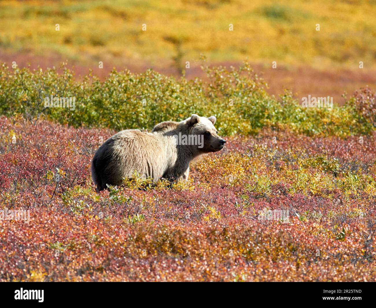 Ours grizzli dans un pâturage Denali Banque D'Images