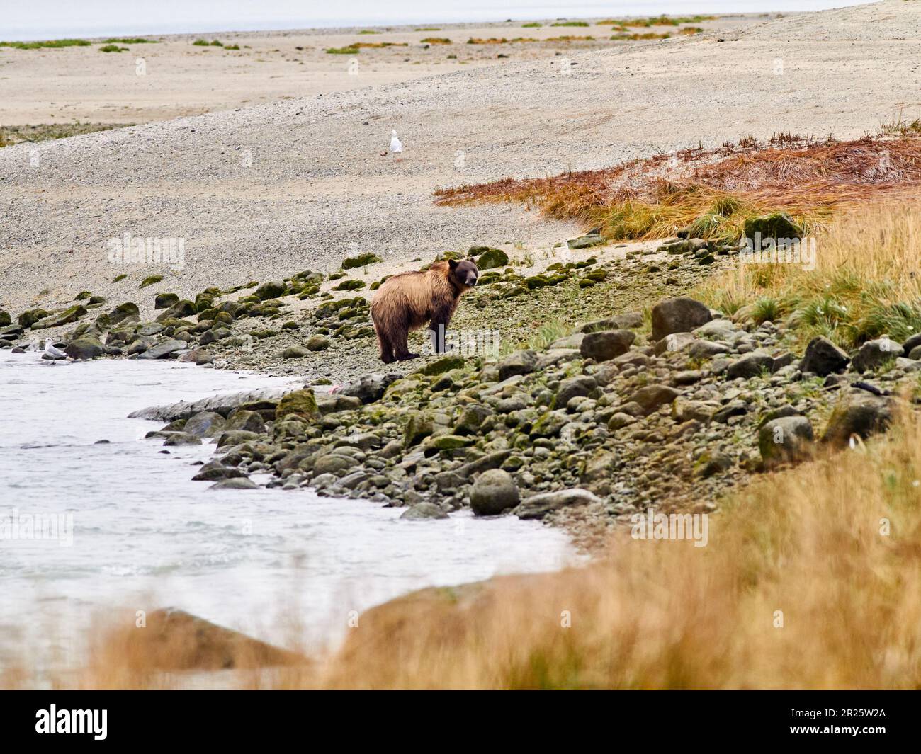Grizzli à la recherche de saumon Banque D'Images