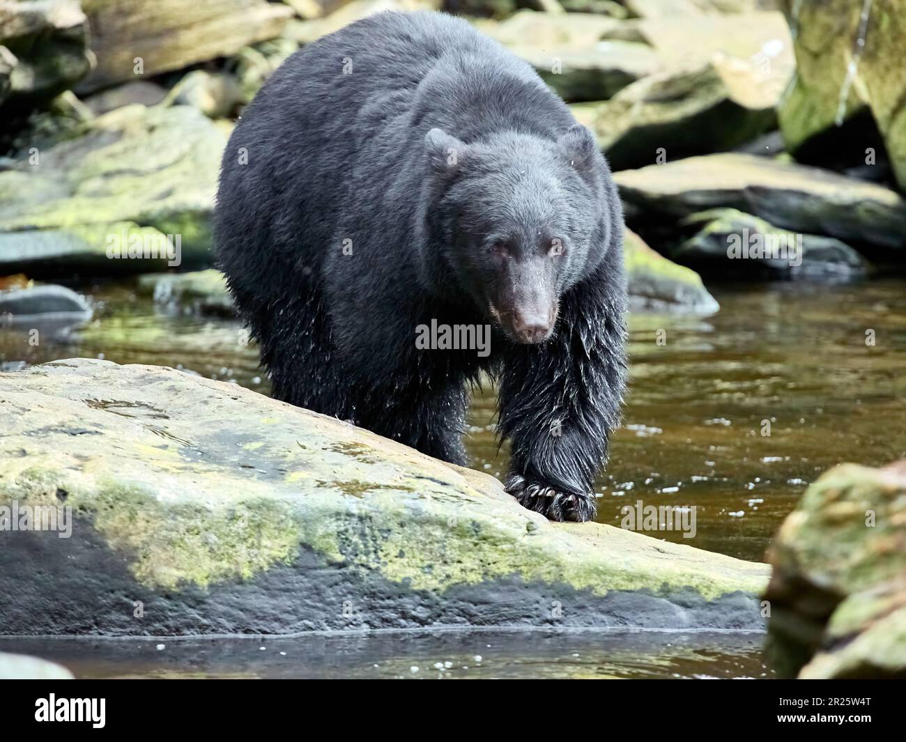 Ours noir debout sur des rochers Banque D'Images