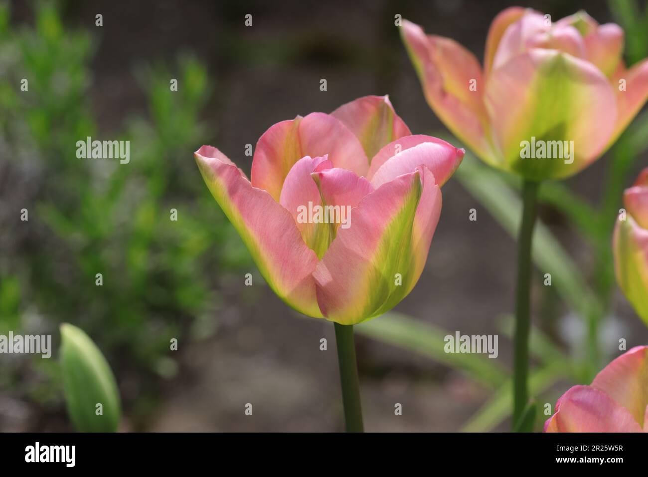 gros plan d'hybrides de tulipe rose avec foyer sélectif Banque D'Images