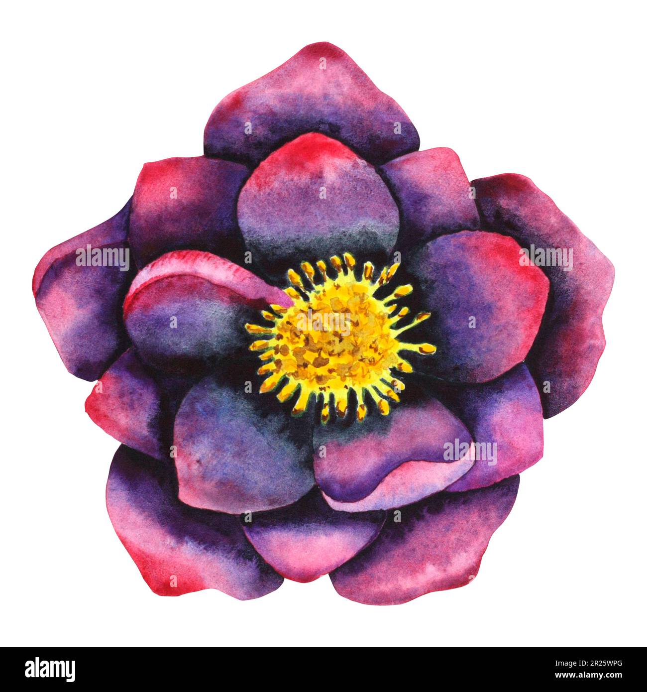 Noir hellebore. Fleur botanique aquarelle en noir et violet. Illustrations dessinées à la main pour cartes, invitations, textiles et produits en papier Banque D'Images