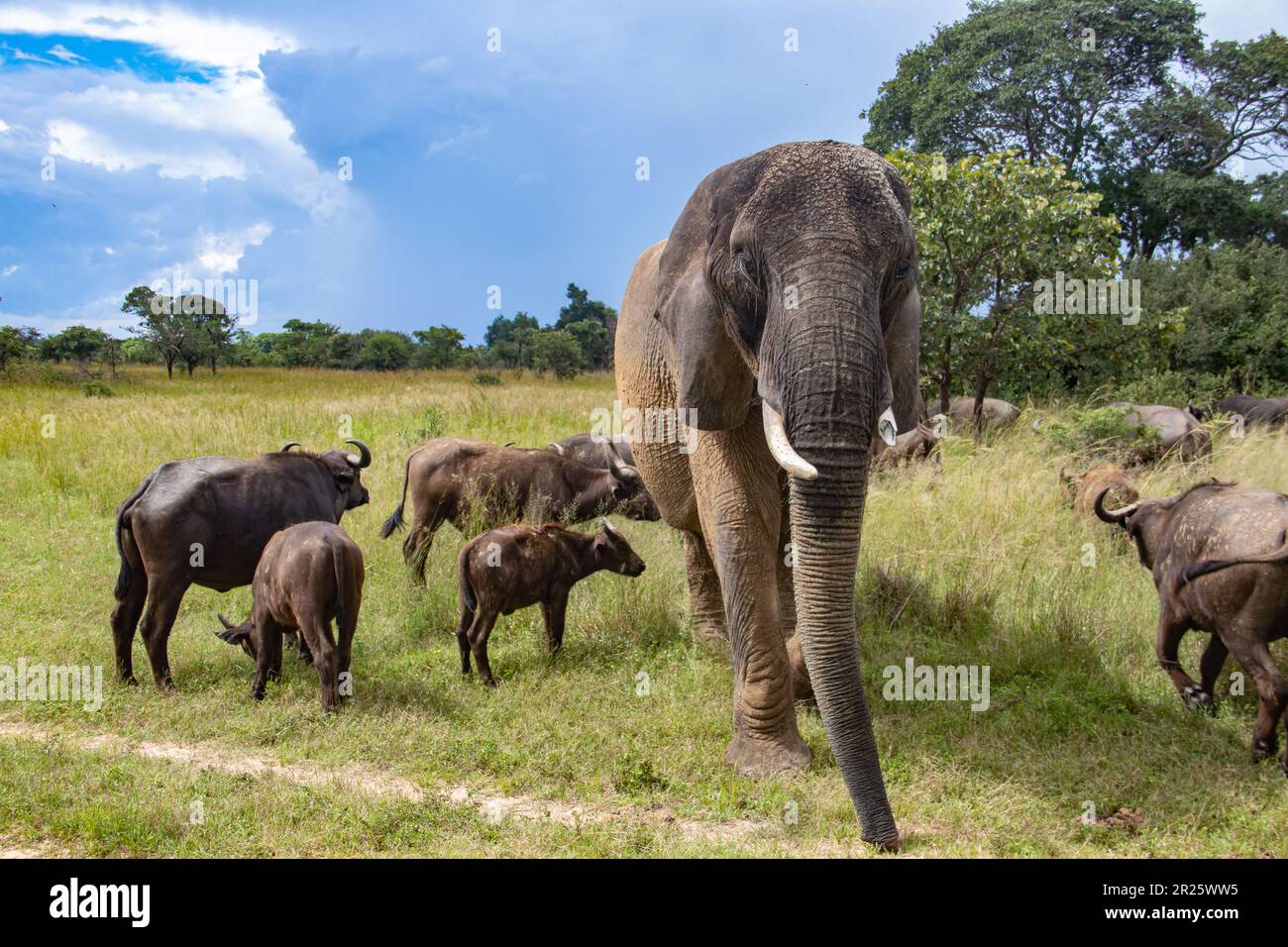 Des membres de cinq grands animaux africains, éléphants et buffles marchant ensemble dans la savane lors d'un safari africain en véhicule ouvert au Zimbabwe, dans le parc de l'Imire Banque D'Images