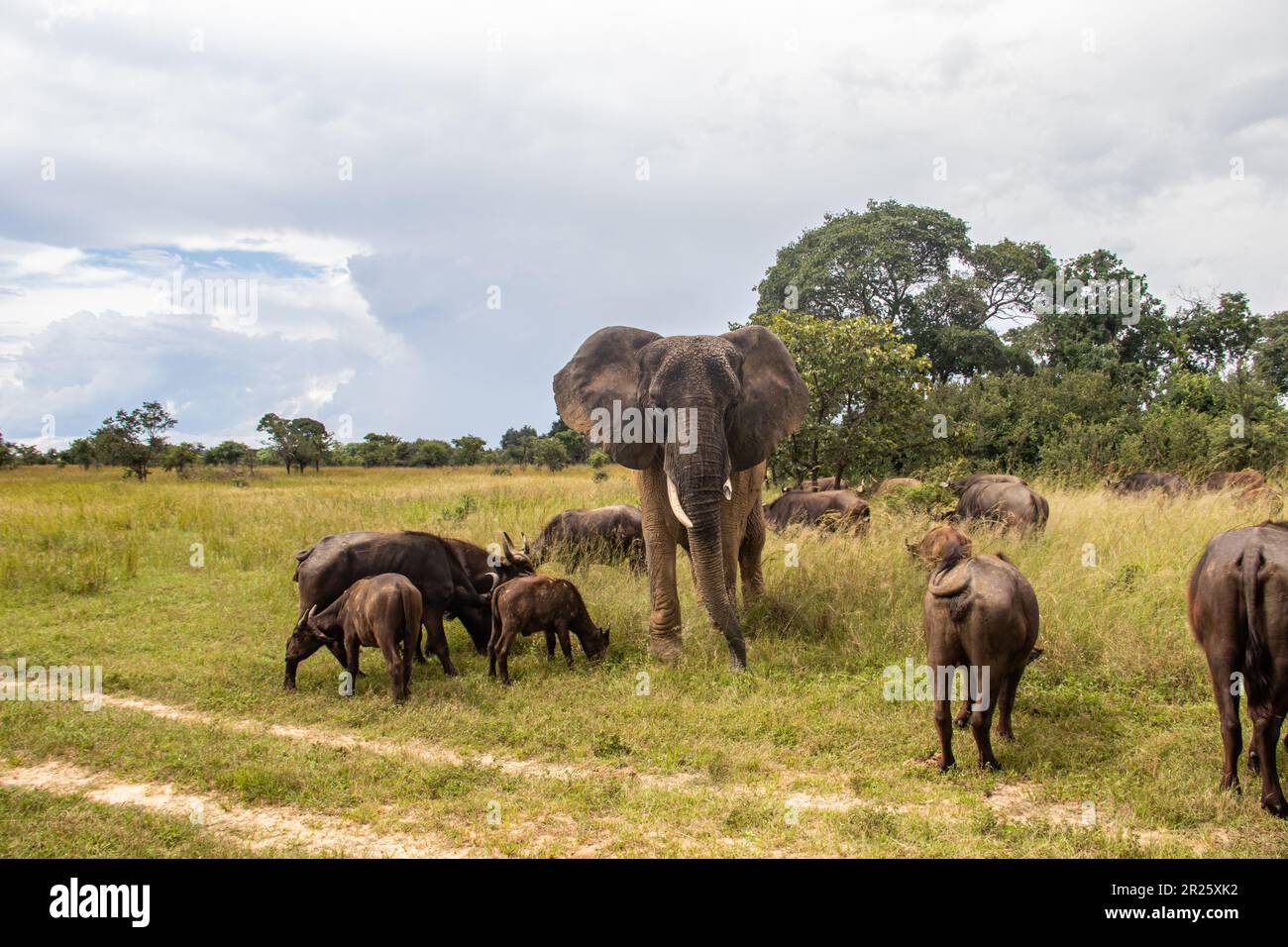 Des membres de cinq grands animaux africains, éléphants et buffles marchant ensemble dans la savane lors d'un safari africain en véhicule ouvert au Zimbabwe, dans le parc de l'Imire Banque D'Images
