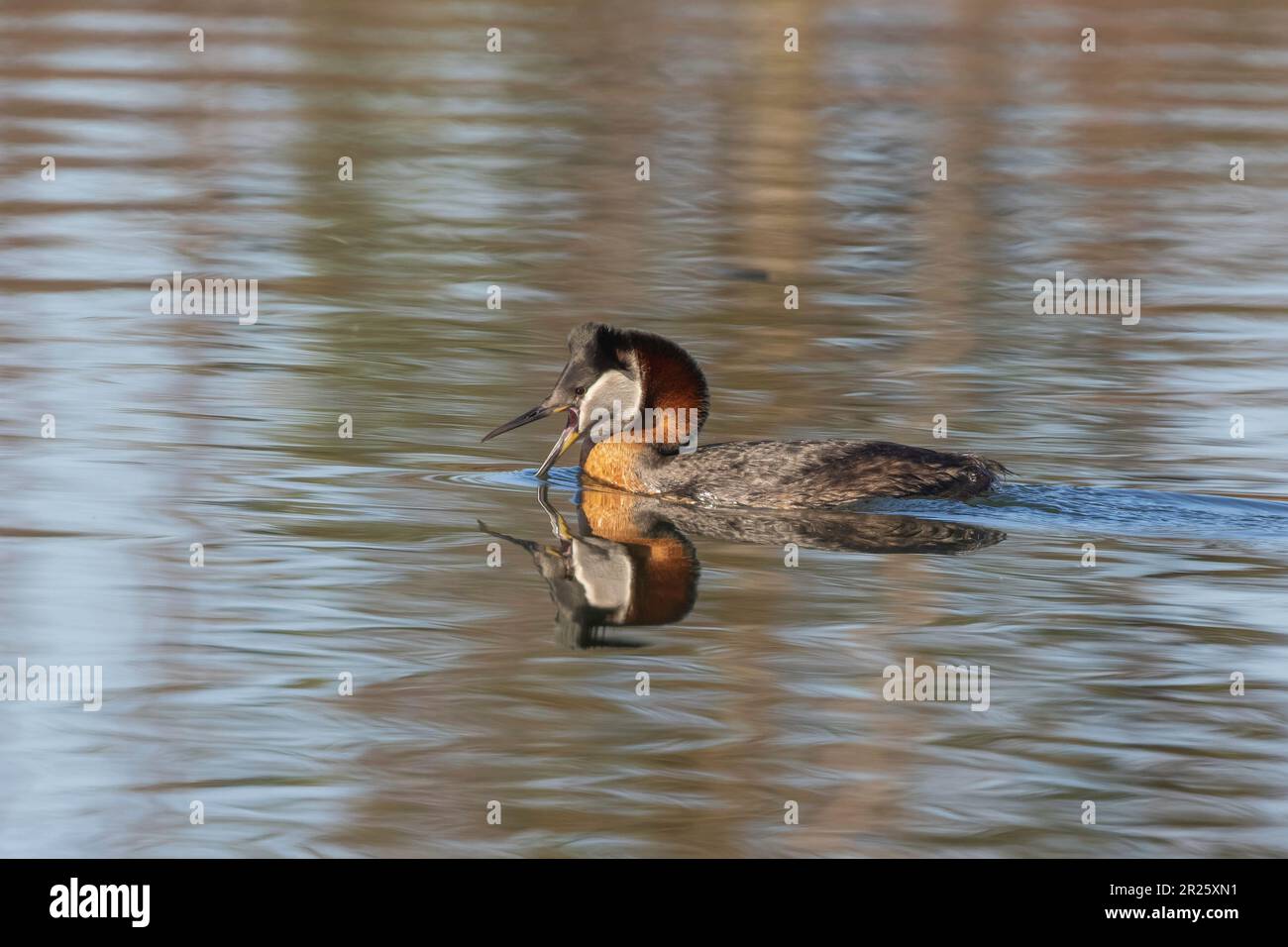 Un Grebe à col rouge en Alaska Banque D'Images