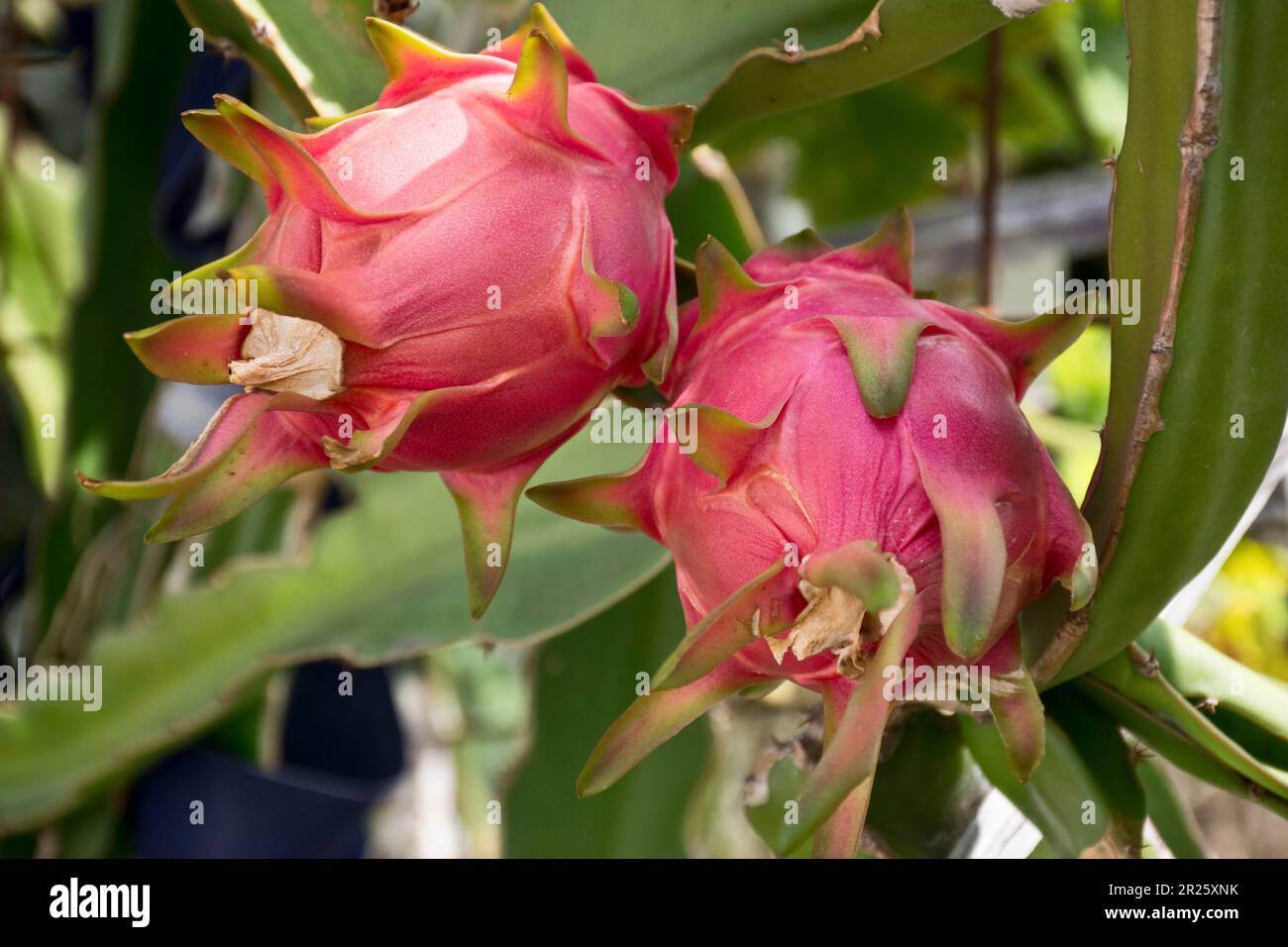 Les fruits de dragon biologiques mûrs cultivés sur les vignes vertes sont adaptés à la nourriture végétalienne saine et à la fabrication de berages Banque D'Images