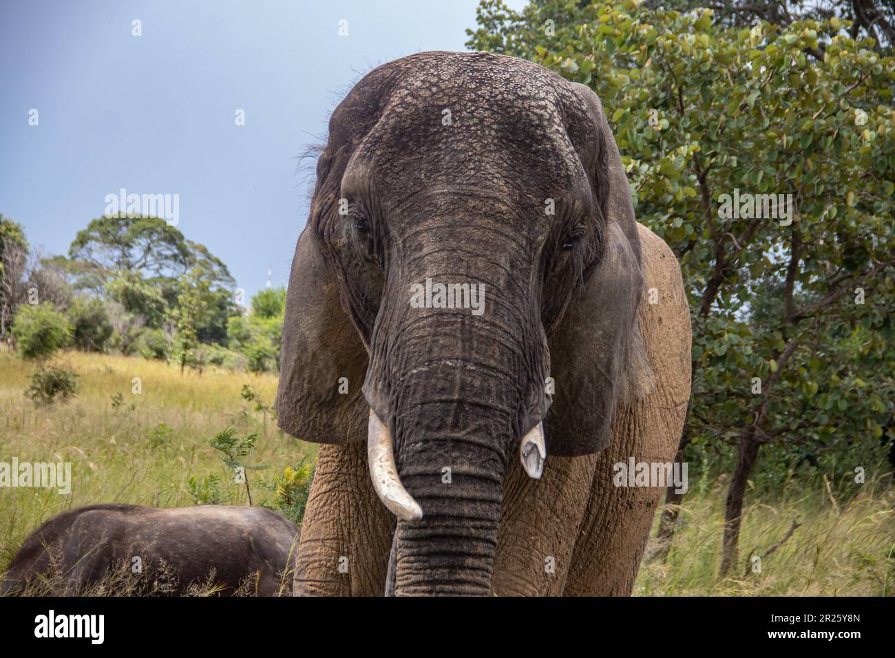 Des membres de cinq grands animaux africains, éléphants et buffles marchant ensemble dans la savane lors d'un safari africain en véhicule ouvert au Zimbabwe Banque D'Images