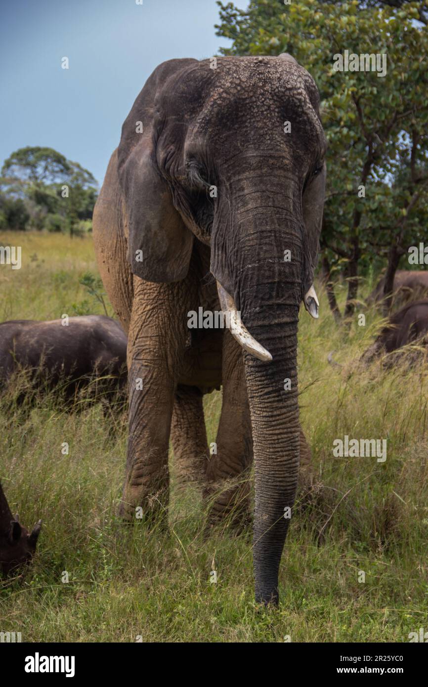 Des membres de cinq grands animaux africains, éléphants et buffles marchant ensemble dans la savane lors d'un safari africain en véhicule ouvert au Zimbabwe Banque D'Images