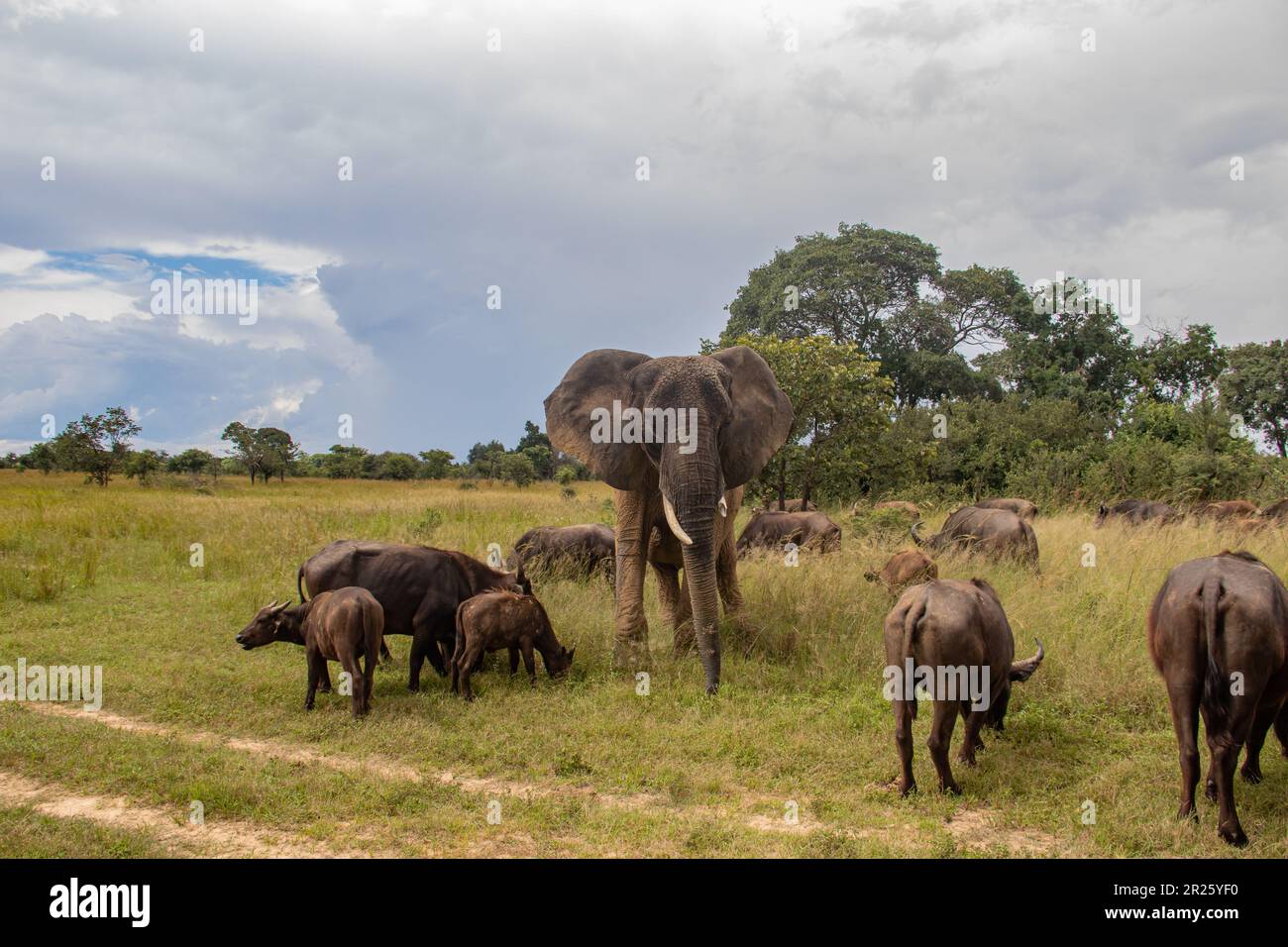 Des membres de cinq grands animaux africains, éléphants et buffles marchant ensemble dans la savane lors d'un safari africain en véhicule ouvert au Zimbabwe Banque D'Images Des membres de cinq grands animaux africains, éléphants et buffles marchant ensemble dans la savane lors d'un safari africain en véhicule ouvert au Zimbabwe Banque D'Images