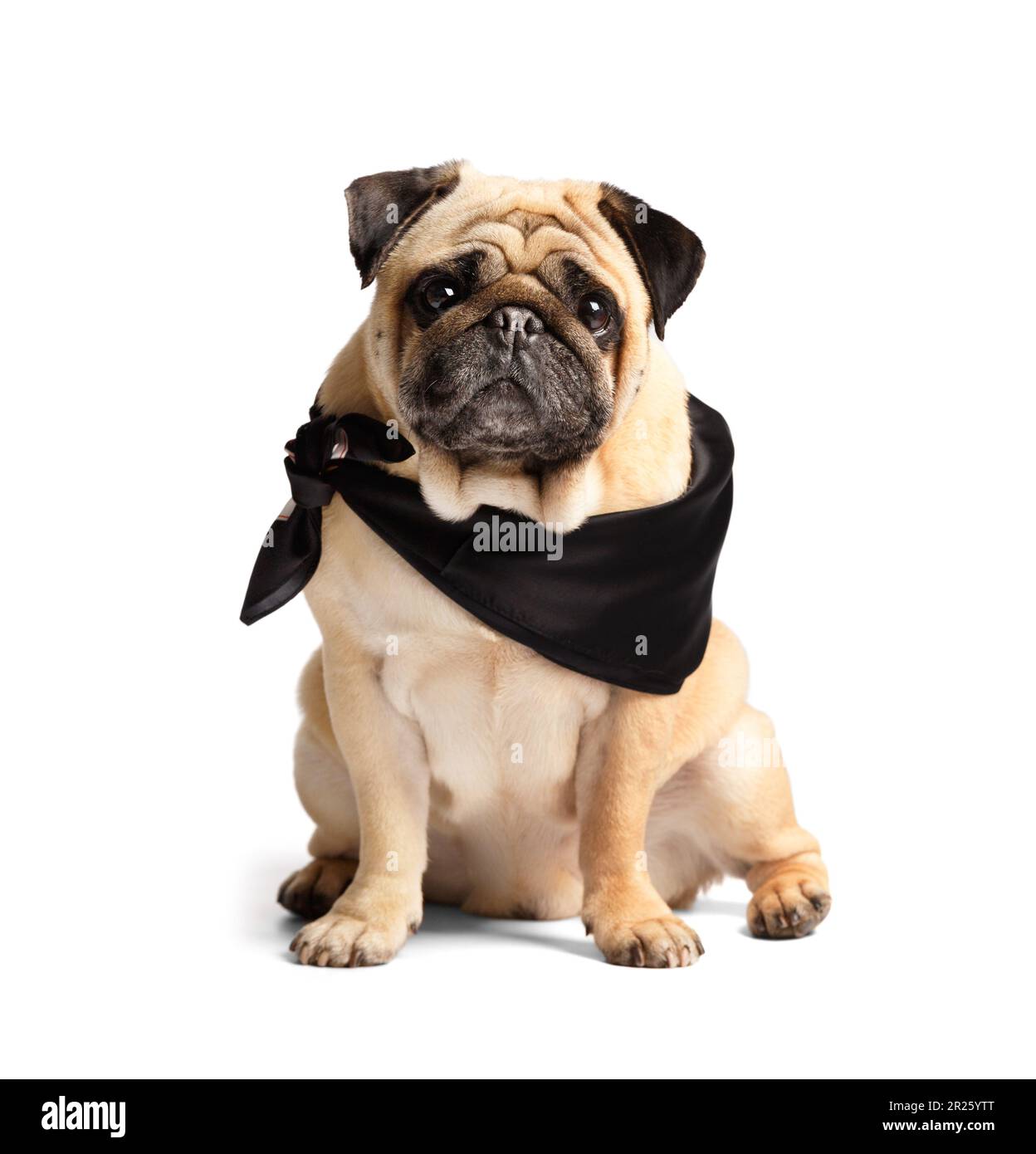 Purebred mignon drôle sympathique pug dans un foulard noir élégant autour de son cou sur un fond blanc. Vêtements et accessoires pour animaux de compagnie. Banque D'Images