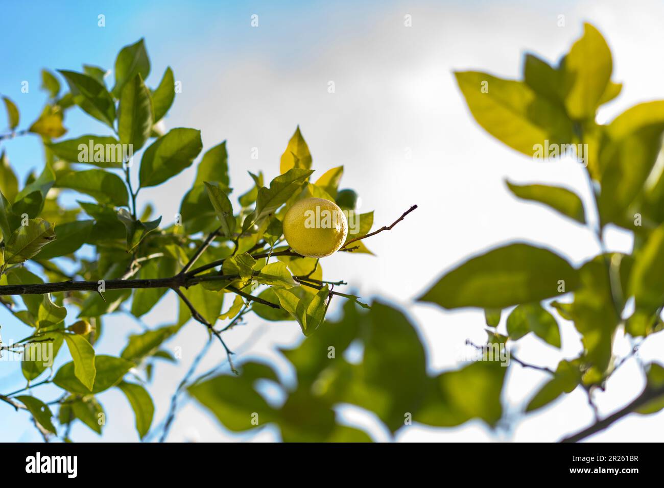Vue en angle bas d'un citron frais et de feuilles vertes sur le citronnier. Banque D'Images