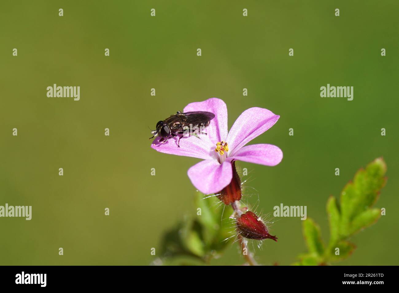 Gros plan Eumerus, famille des Syrphidae. Sur une fleur d'herbe-Robert (Geranium robertianum), famille des Geraniaceae. Printemps, mai Banque D'Images