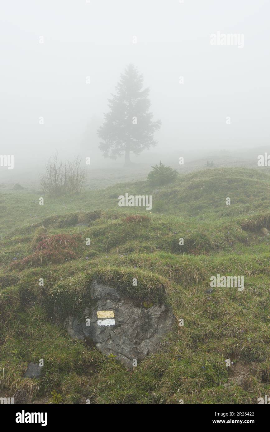 Une randonnée dans des conditions pluvieuses et brumeuses. Marche à travers les montagnes par mauvais temps de printemps. Un paysage brumeux est une expérience naturelle. Banque D'Images