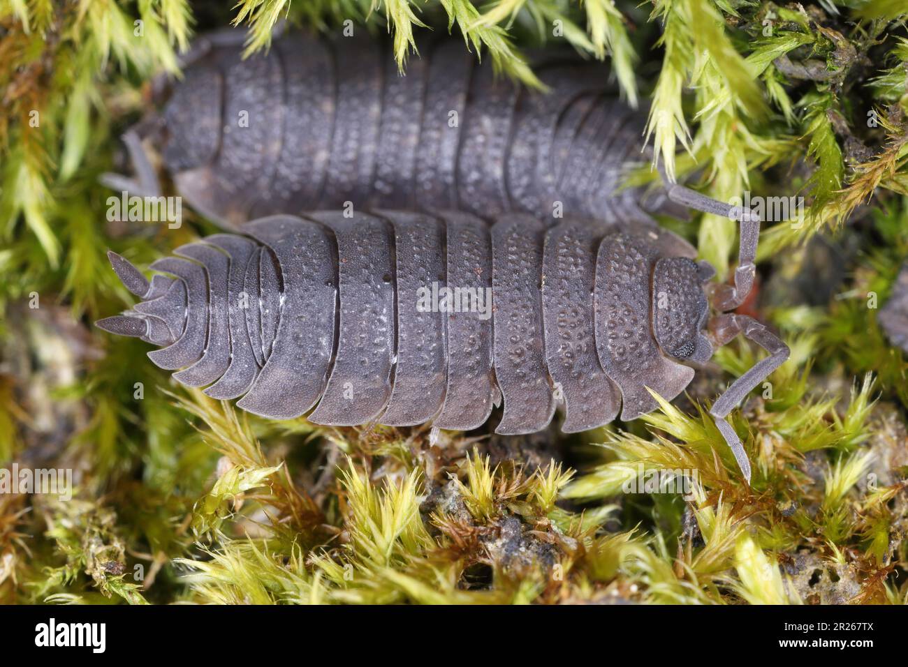 Poux (scaber de Porcellio). Crustacés terrestres de la famille des Porcellionidae sur la mousse. Banque D'Images