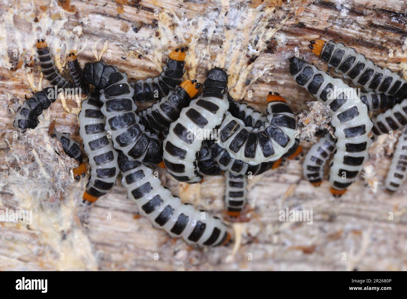 Lygistopterus sanguineus larve, larves (prédateurs) sur bois. Coléoptères ailés à filet de la famille des Lycidae. Banque D'Images