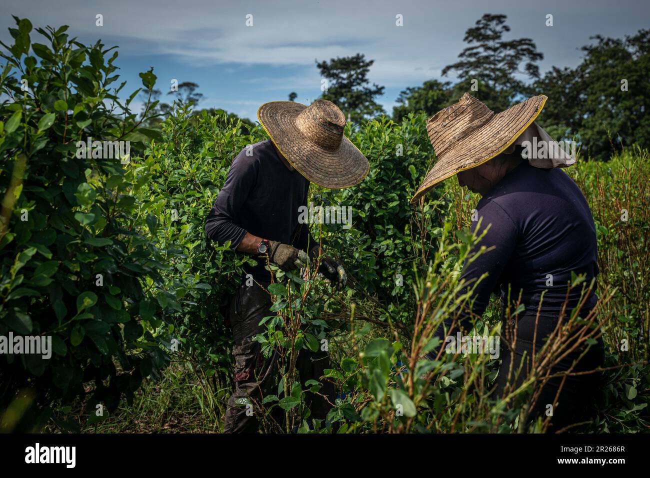 Llorente, Colombie. 11th mai 2023. Les travailleurs, appelés localement « Raspachines », récoltent les feuilles de coca dans une plantation. Credit: Edinson Arroyo/dpa/Alay Live News Banque D'Images