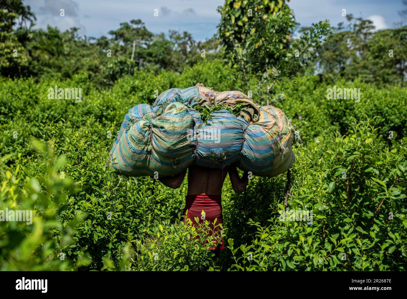 Llorente, Colombie. 11th mai 2023. Une vendeuse porte des feuilles de coca sur son dos dans une plantation de coca. Il a mis en demi-journée pour cela. Pour chaque sac de 12 kilotonnes, il reçoit l'équivalent d'environ 1,50 $. Un travailleur peut récolter environ 20 sacs de feuilles de coca par jour. Credit: Edinson Arroyo/dpa/Alay Live News Banque D'Images