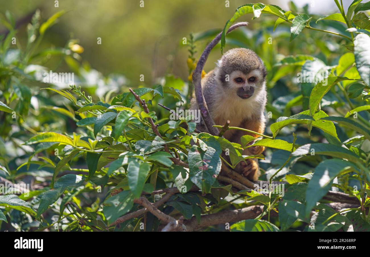 Singe d'écureuil (Saimiri) à la recherche de nourriture dans la canopée de la forêt amazonienne, parc national Yasuni, Equateur. Banque D'Images
