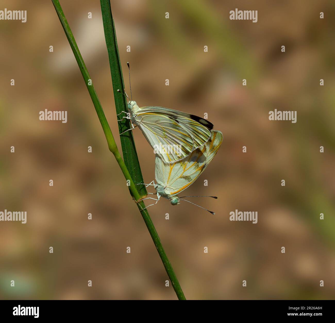 Paire de papillons (ascia monuste) s'assoient sur l'herbe Banque D'Images