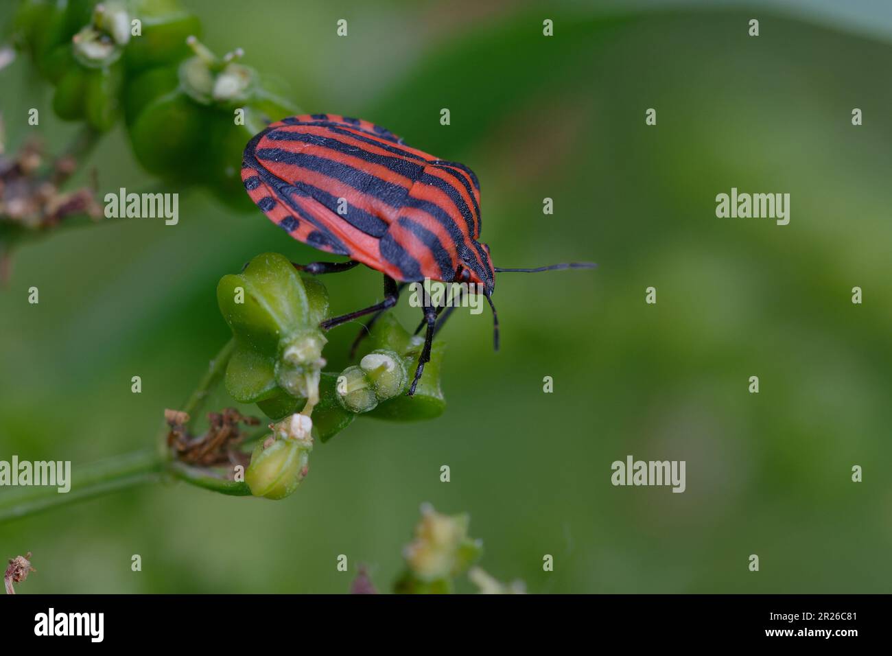 Insecte rayé italien ou insecte Minsrel (Graphosoma italicum) Banque D'Images
