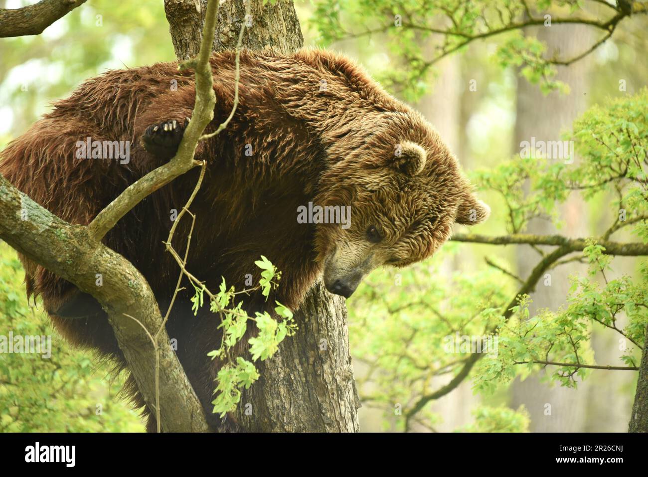 Ours brun européen, Port Lympne, Kent, réserve d'animaux, Escalade, escalade d'arbres, pendre autour, ours grimpant, garde-boue d'arbres, Vue Banque D'Images