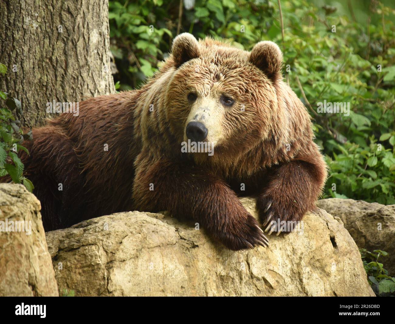 Ours brun d'Europe, Port Lympne, Kent, réserve d'animaux, conservation des animaux Banque D'Images