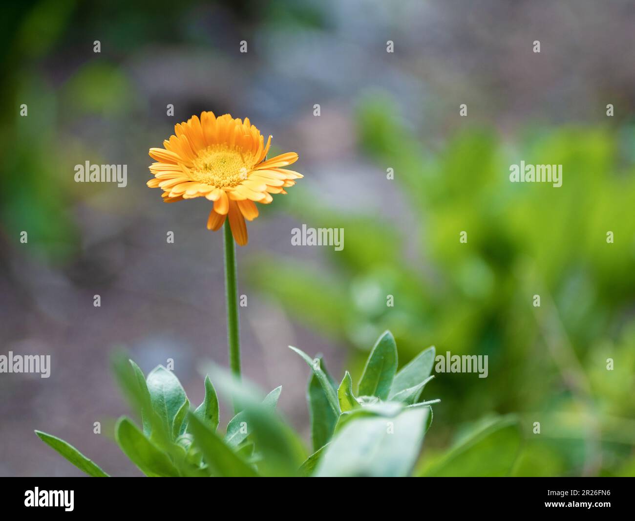 Calendula officinalis avec arrière-plan flou Banque D'Images