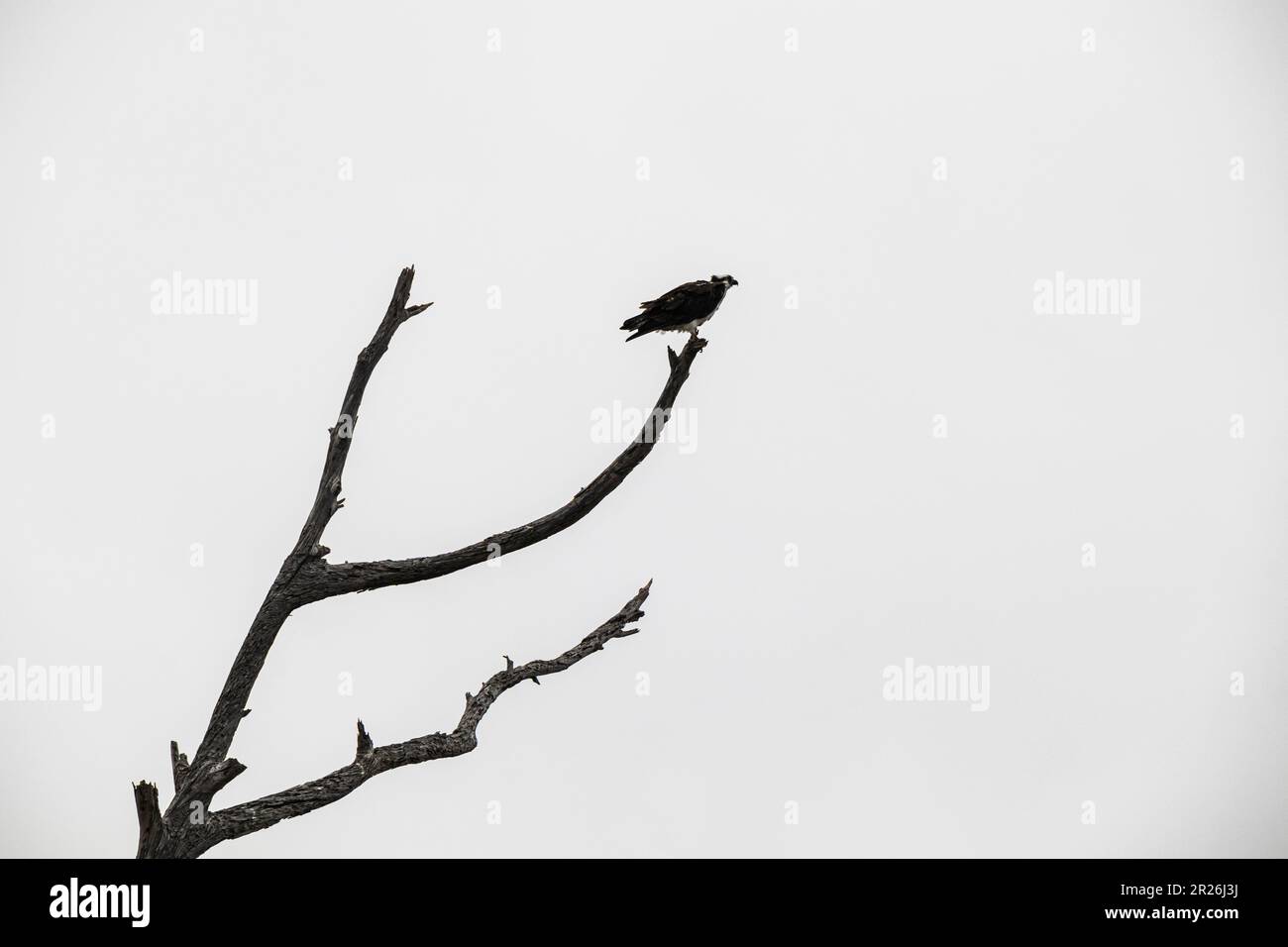Osprey dans un treet à musc, réserve écologique Bolsa Chica, Huntington Beach, Orange County, Californie Banque D'Images