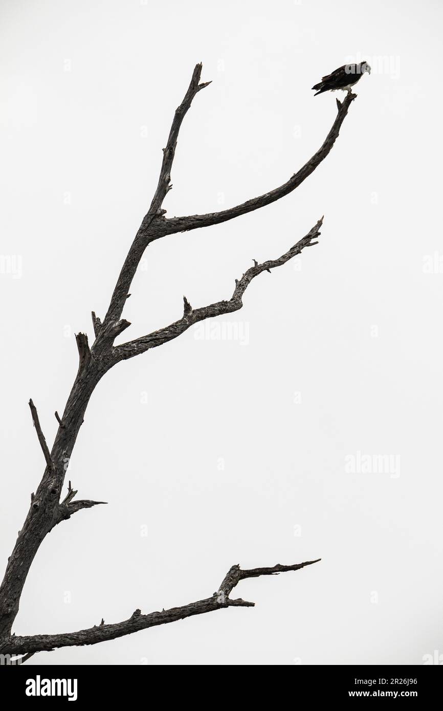 Osprey dans un treet à musc, réserve écologique Bolsa Chica, Huntington Beach, Orange County, Californie Banque D'Images