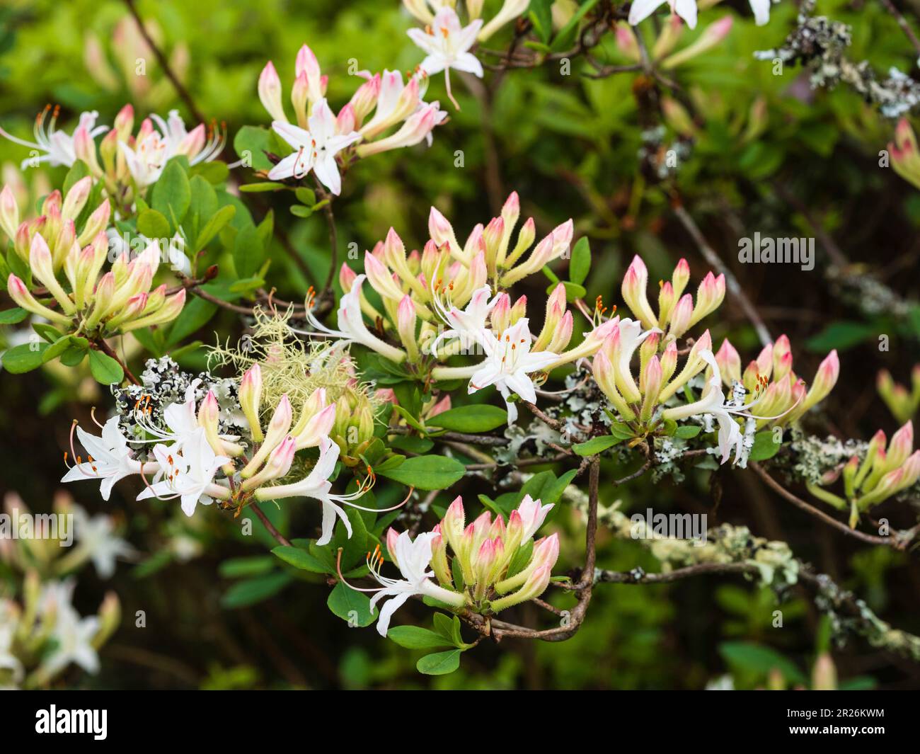 Mai floraison azalée décidue, Rhododendron 'Snowbird' à The Garden House, Buckland Monachorum, Devon, Royaume-Uni Banque D'Images