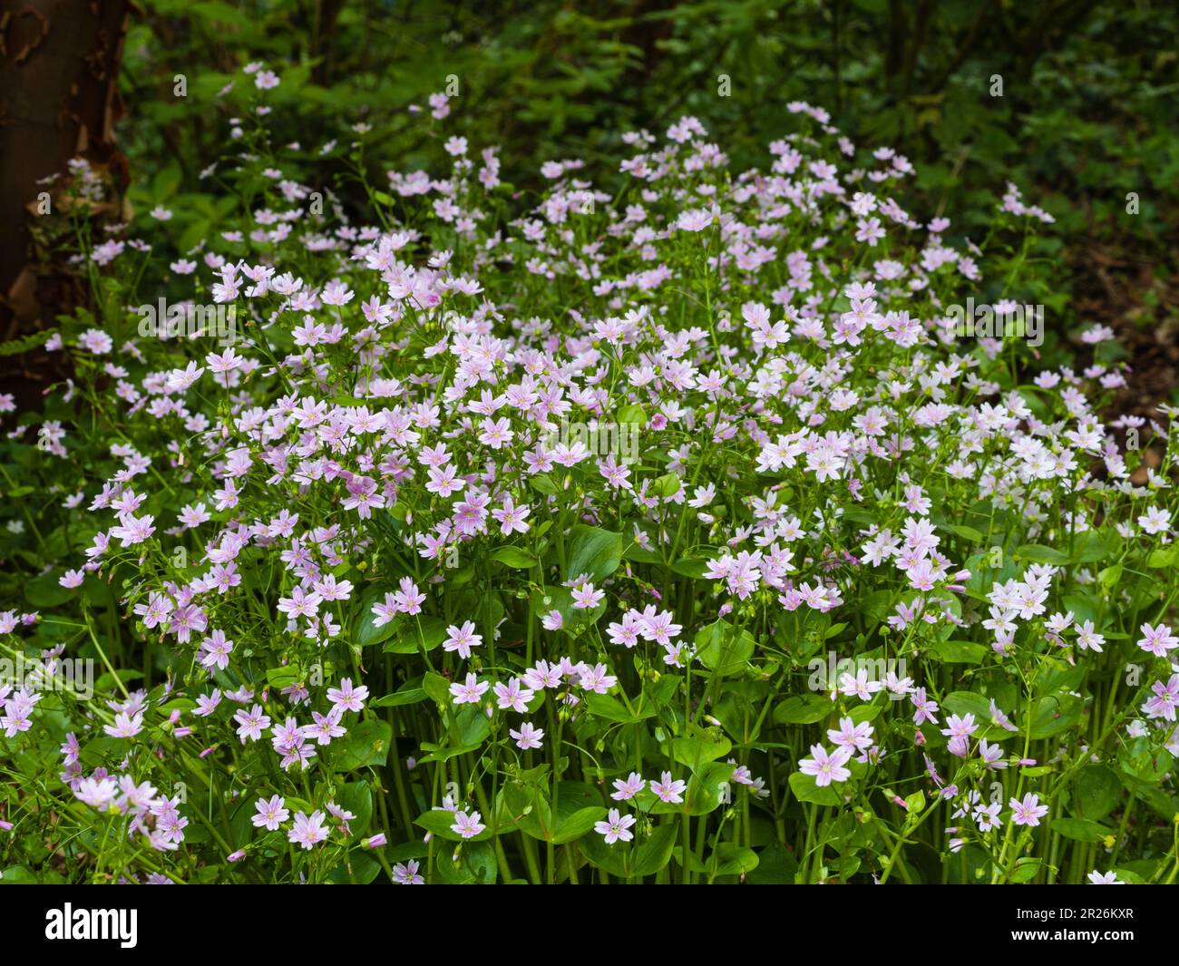 Fleurs roses du printemps à l'été et feuillage succulent de la pourreuse rose, Claytonia sibirica, une plante vivace, dure, de durée de vie annuelle à courte Banque D'Images