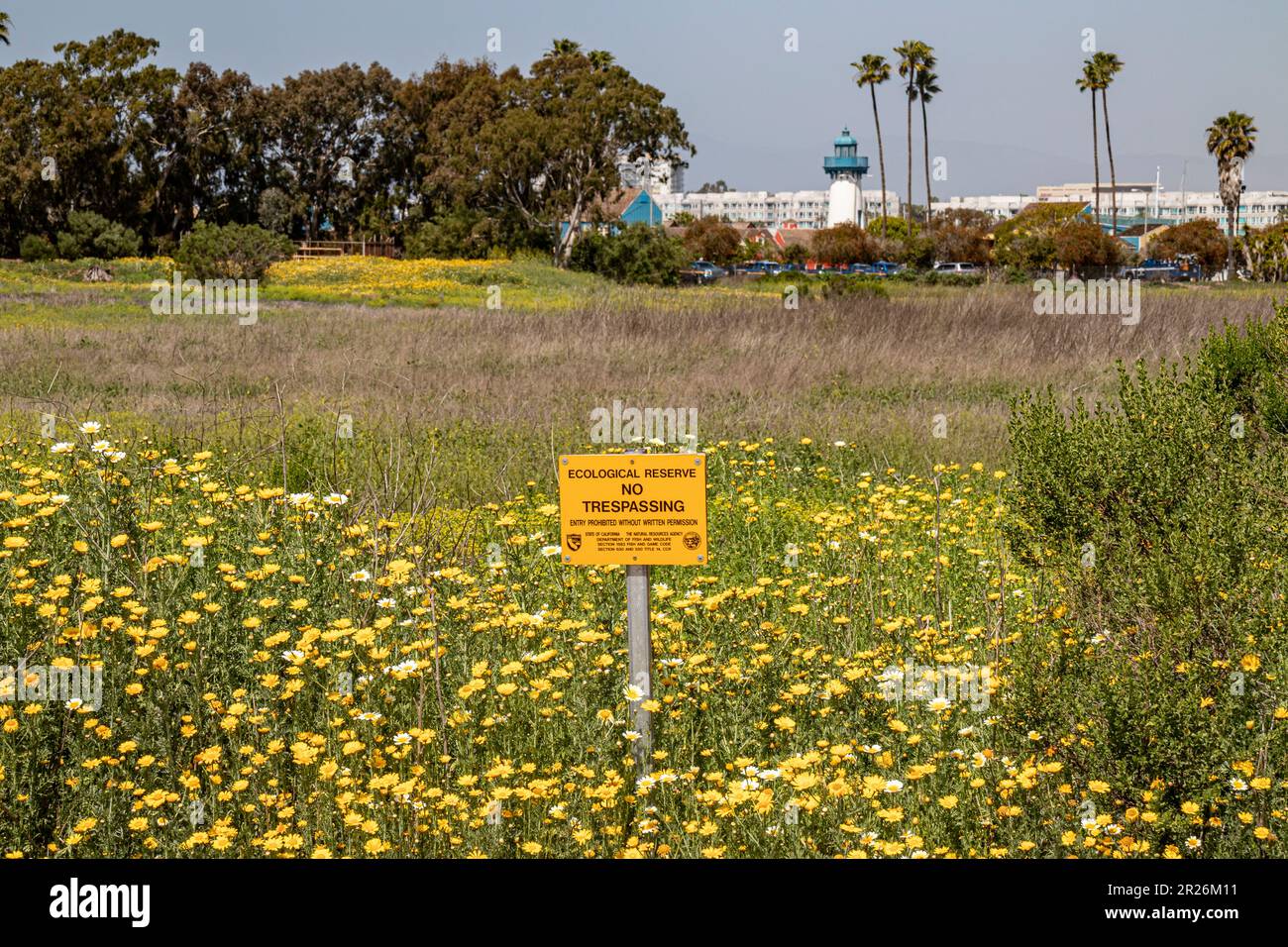 Fleurs sauvages printanières dans les terres humides de Ballona, Playa Del Rey, Los Angeles, Californie Banque D'Images