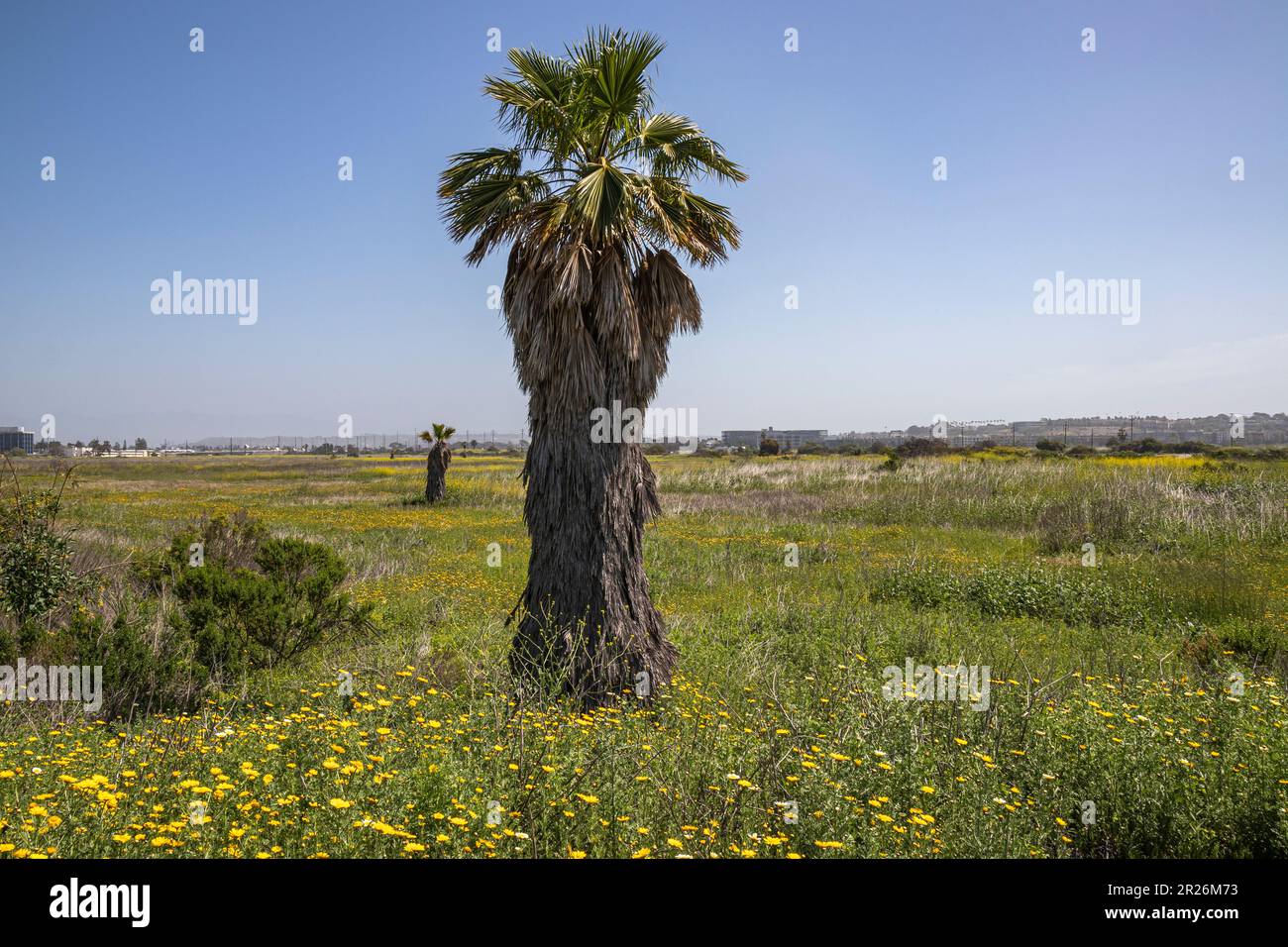 Fan Palms à Ballona Wetlands, Playa Del Rey, Los Angeles, Californie Banque D'Images