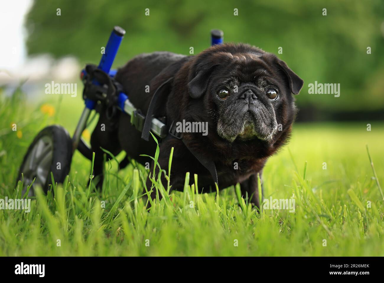 Portrait en extérieur d'un chien âgé handicapé de race noire utilisant des roues comme aide à la mobilité pour améliorer sa qualité de vie Banque D'Images