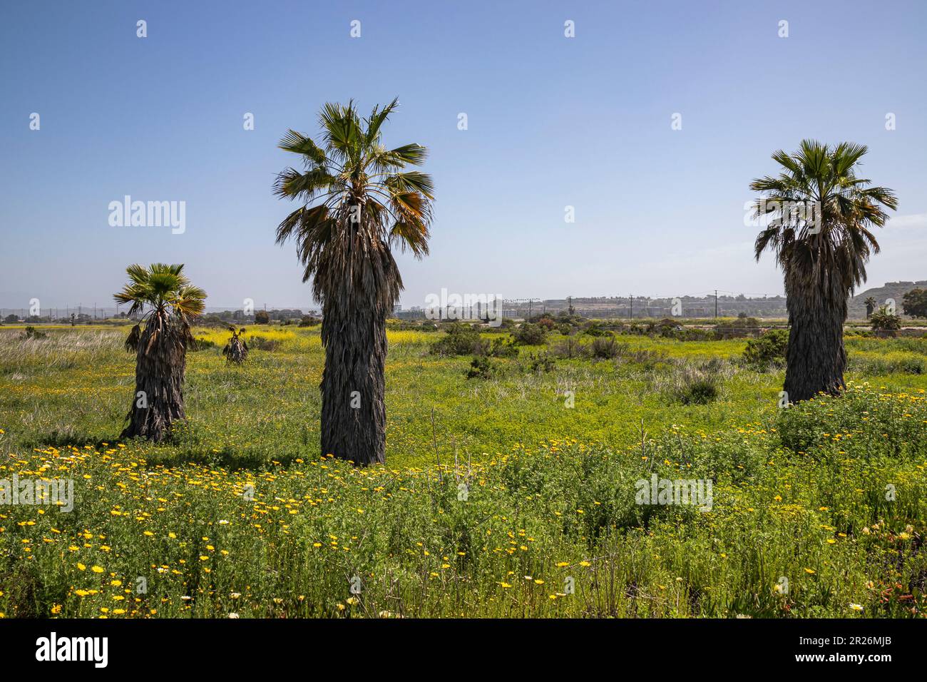 Fan Palms à Ballona Wetlands, Playa Del Rey, Los Angeles, Californie Banque D'Images