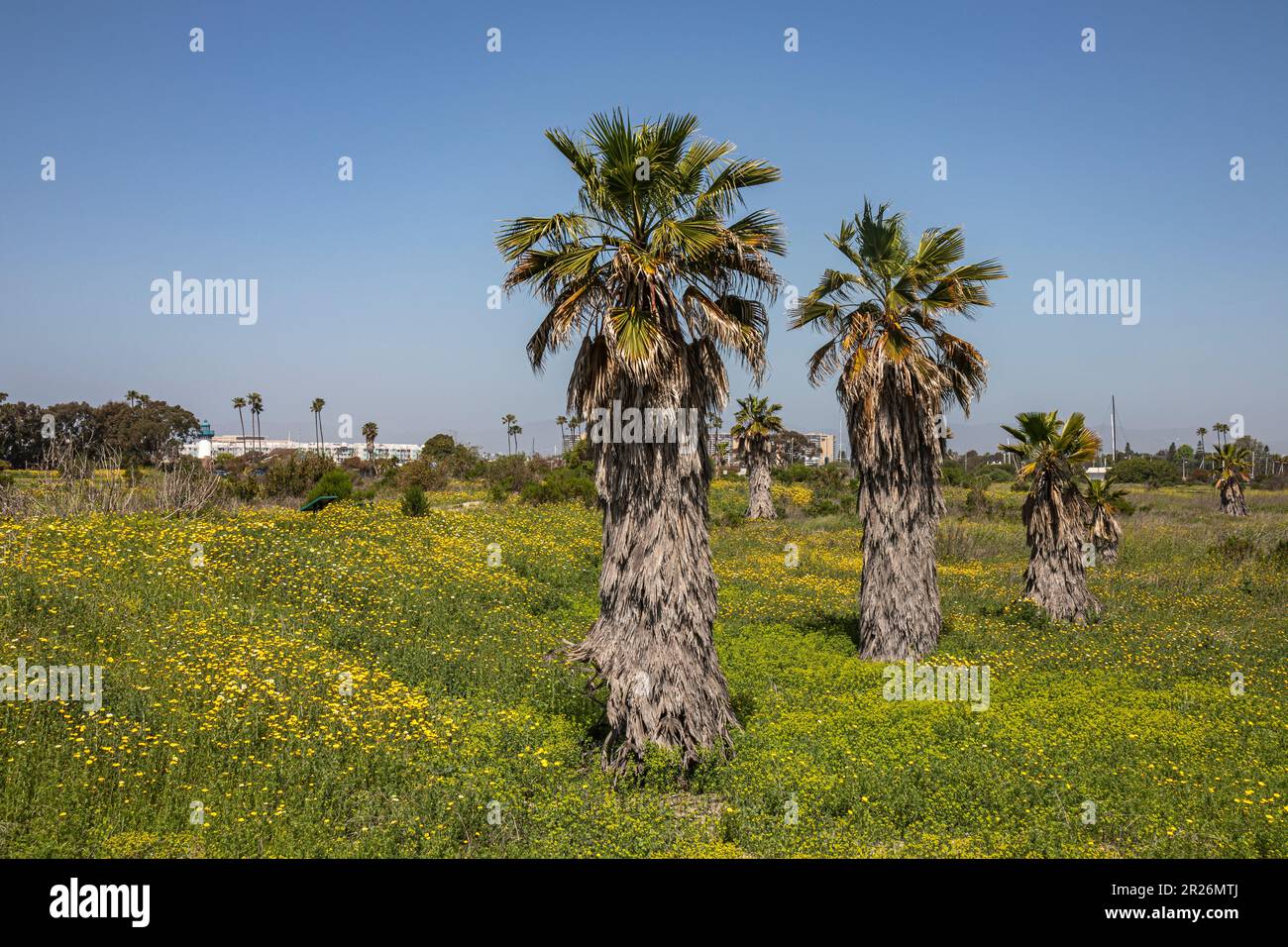 Fan Palms à Ballona Wetlands, Playa Del Rey, Los Angeles, Californie Banque D'Images