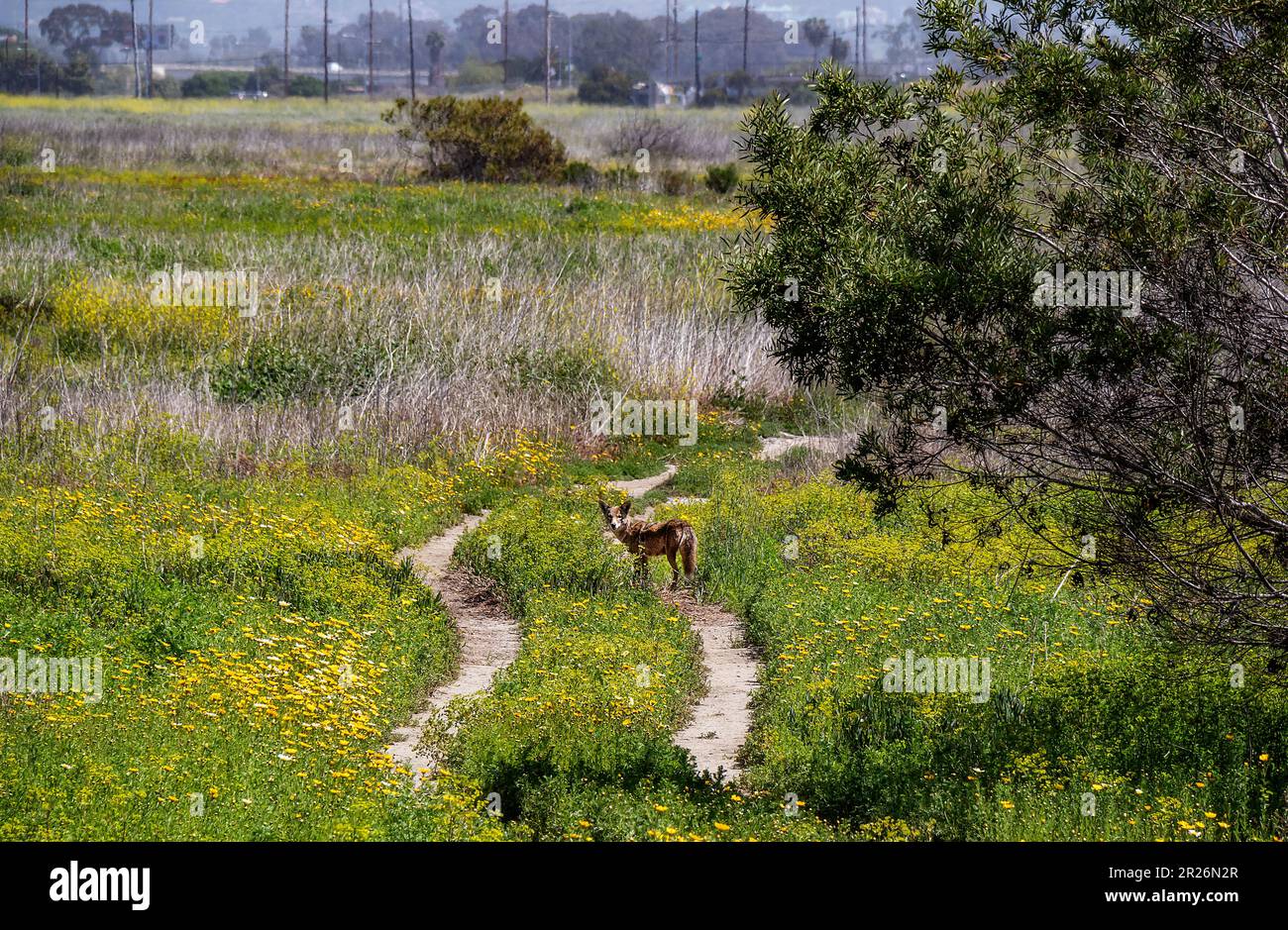 Coyote à Ballona Wetlands, Playa Del Rey, Los Angeles, Californie Banque D'Images