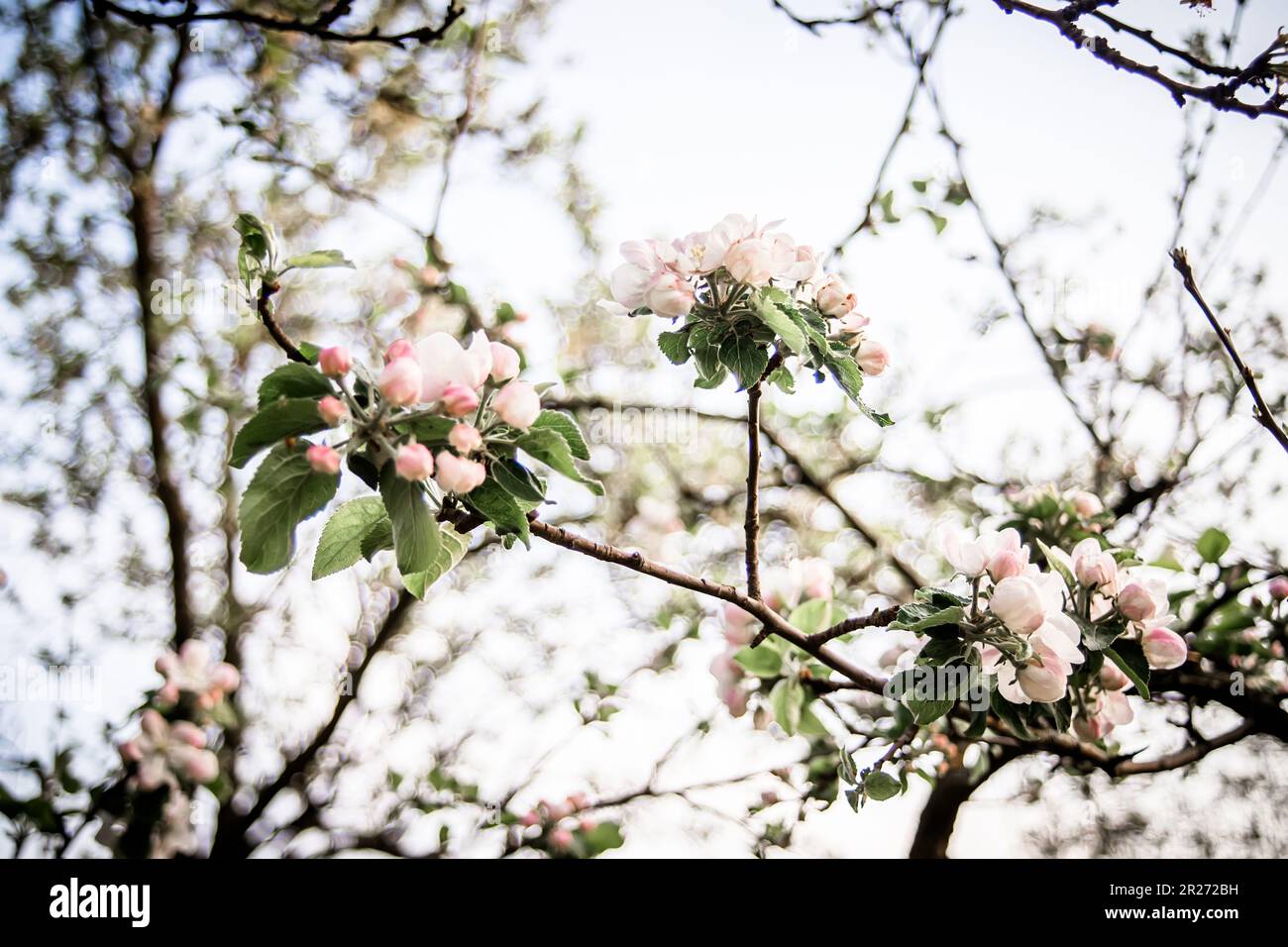 Branches fleuris de pommiers contre le ciel et les arbres Banque D'Images