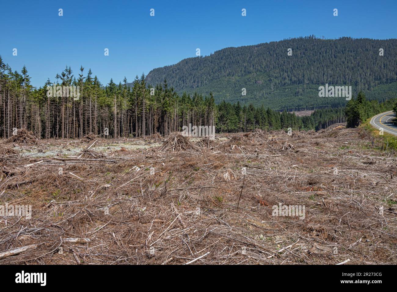Champ d'arbres coupés au site d'exploitation forestière, île de Vancouver, Colombie-Britannique, Canada Banque D'Images