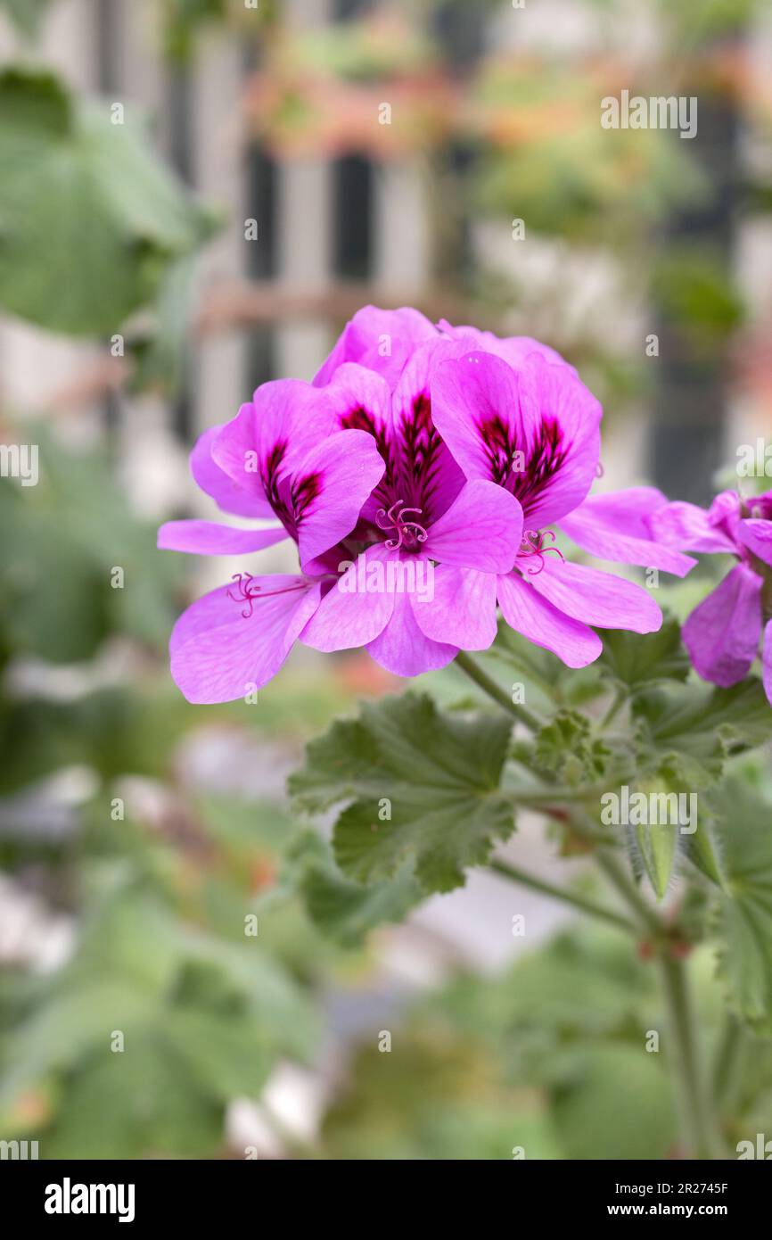 Fleurs « violettes uniques » de pélargonium. Banque D'Images