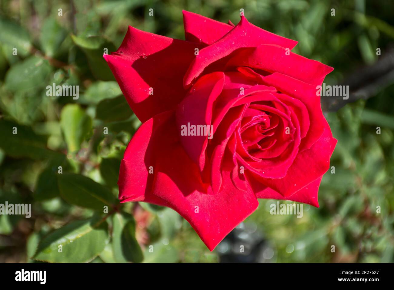 Romantique fleur de rose rouge au printemps et en été idéal pour le cadeau, la fête et la décoration Banque D'Images