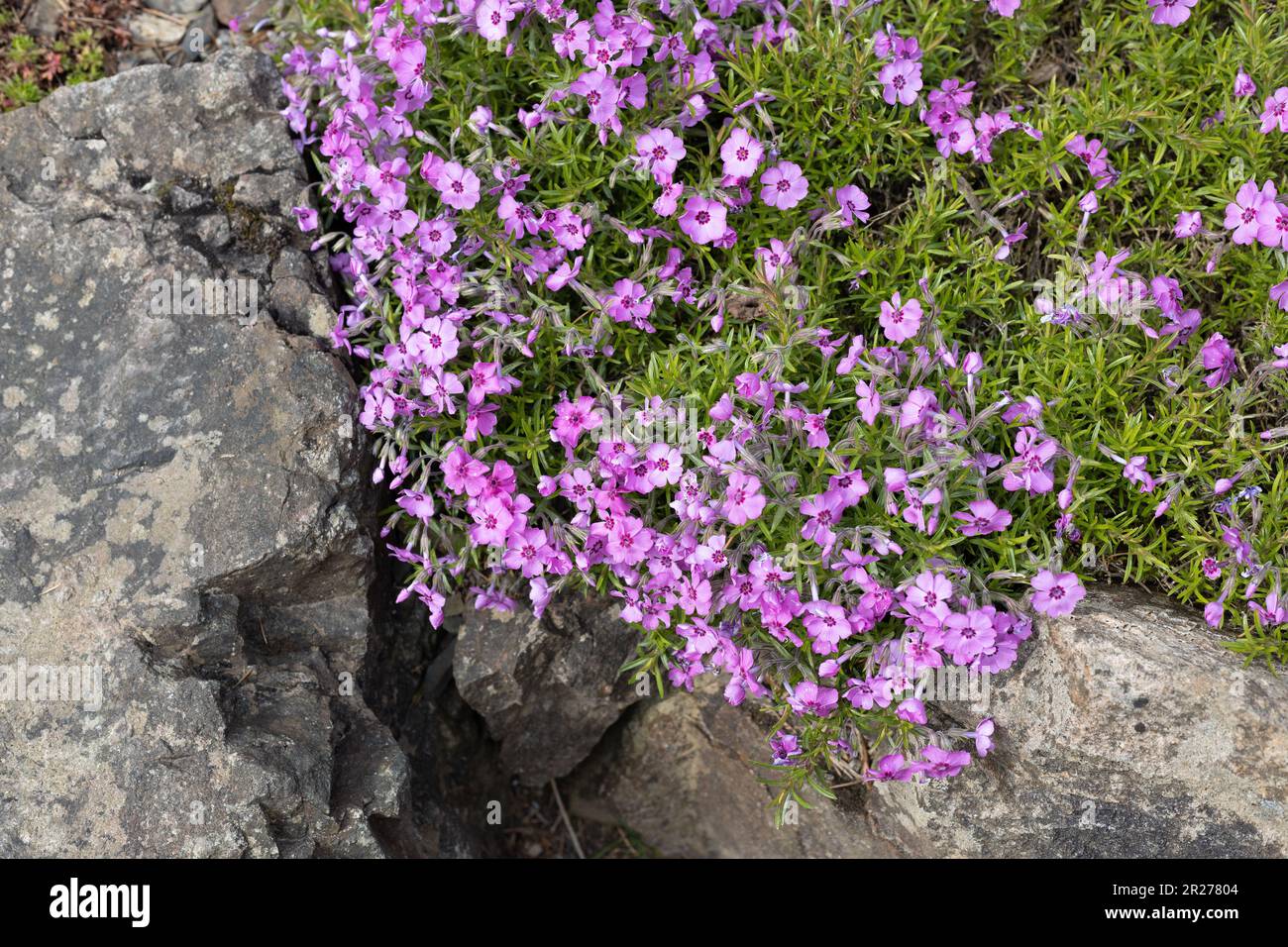 Phlox subulata 'Holly', fleurs de phlox qui rampent. Banque D'Images
