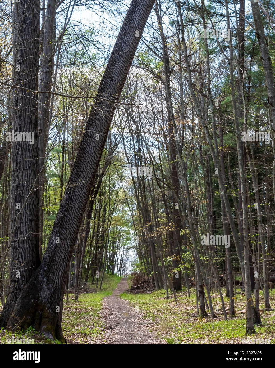 Un sentier de randonnée dans les bois à Tidioute, Pennsylvanie, États-Unis, par une journée de printemps ensoleillée Banque D'Images